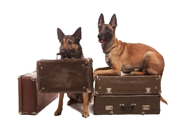 Arka plan üzerinde oturan iki köpek