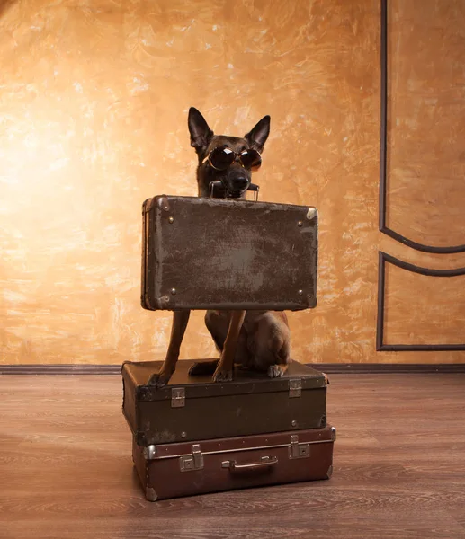 Собака путешественник с случаи в eyeglassess — стоковое фото