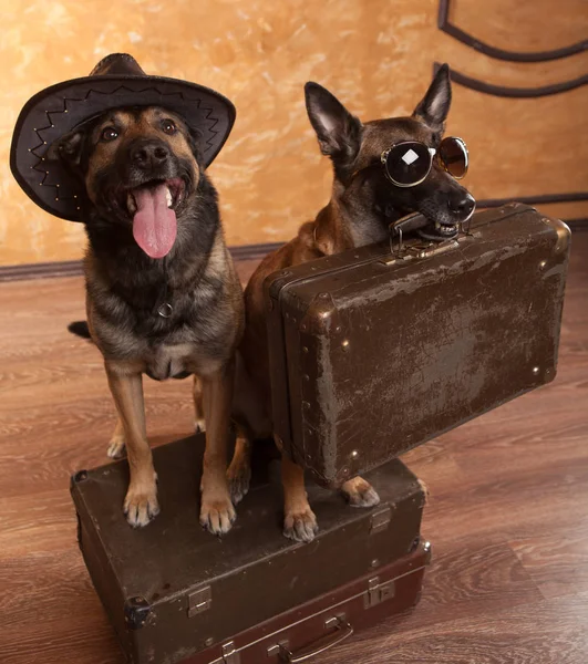 İki köpek seyahat etmek ile casees