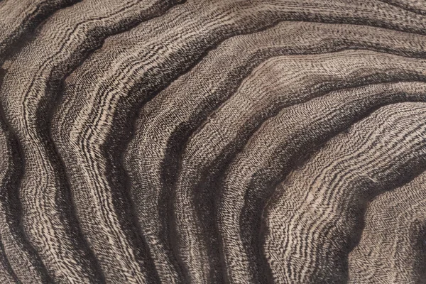 Gövdenin boylam kısmındaki ağaç yapısının resmi