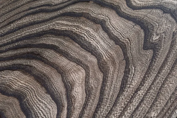 Gövdenin boylam kısmındaki ağaç yapısının resmi