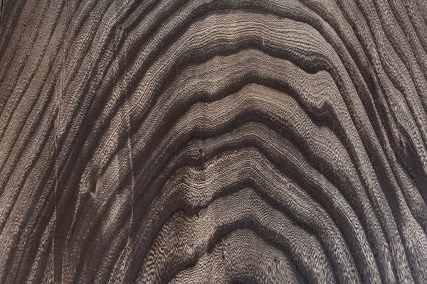 Gövdenin boylam kısmındaki ağaç yapısının resmi