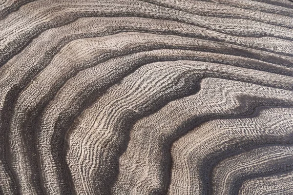 Gövdenin boylam kısmındaki ağaç yapısının resmi