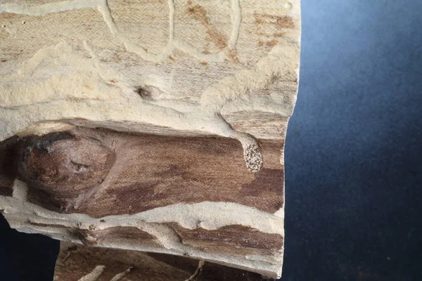 Doğanın yarattığı güzel ahşap dokusunu gösteren gövde parçaları.