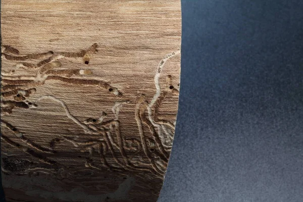 Doğanın yarattığı güzel ahşap dokusunu gösteren gövde parçaları.