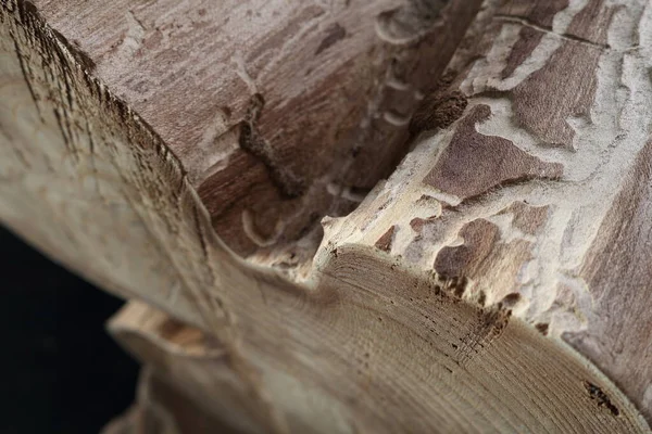 Doğanın yarattığı güzel ahşap dokusunu gösteren gövde parçaları.