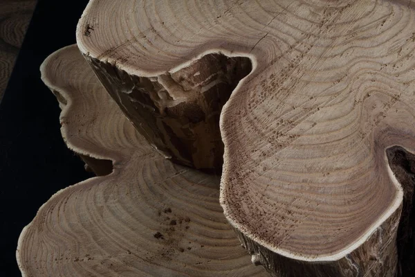 Doğanın yarattığı güzel ahşap dokusunu gösteren gövde parçaları.