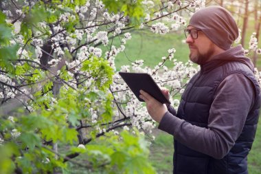 Adam ekolojist ağaçlar çiçeklenme sırasında araştırmalar yapar. Ziraat Mühendisi - damızlık erkek bahçede dijital tablet için veri yazmak.