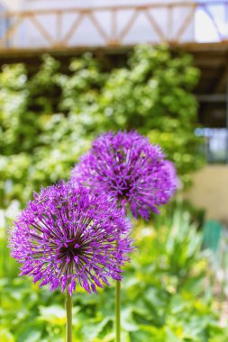 Ev bahçesi arka planında mor yuvarlak alyum çiçekleri.