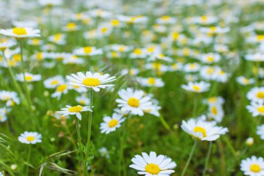 Papatya çiçekleri ve yeşil otlarla dolu bir tarla. Doğal arkaplan.