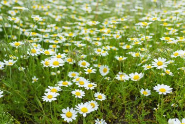 Papatya çiçekleri ve yeşil otlarla dolu bir tarla. Doğal arkaplan.