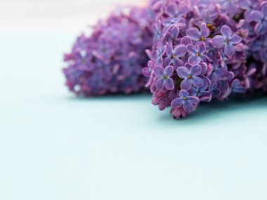 Açık mavi arkaplanda mor leylak çiçeklerinin yakın çekimi.