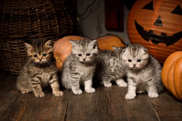 Gatinhos no chão de madeira com abóboras para Halloween — Fotografia de Stock