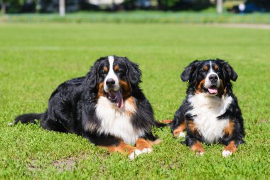 Berner Sennenhund köpeklerinin portresi güneşli bir günde yeşil çimlerin üzerinde yatıyor.