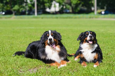 Berner Sennenhund köpeklerinin portresi güneşli bir günde yeşil çimlerin üzerinde yatıyor.