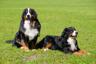 İki Berner Sennenhund yeşil bahar otlarının arka planında, biri oturur, diğeri yalan söyler.