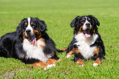 Berner Sennenhund köpeklerinin portresi güneşli bir günde yeşil çimlerin üzerinde yatıyor.