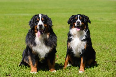İki güzel büyük Berner Sennenhund, erkek ve dişi, yakınlardaki yeşil çimlerin üzerinde oturuyorlar..
