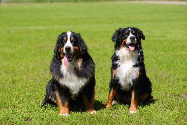 İki güzel büyük Berner Sennenhund, erkek ve dişi, yakınlardaki yeşil çimlerin üzerinde oturuyorlar..