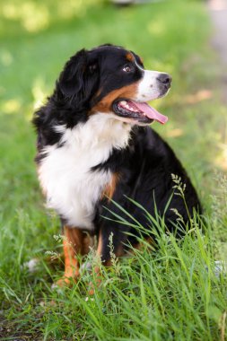 Büyük, iyi bakılmış bir köpeğin portresi Berner Sennenhund yeşil bir çimenlikte, bir parkta oturuyor.