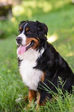 Büyük, iyi bakılmış bir köpeğin portresi Berner Sennenhund yeşil bir çimenlikte, bir parkta oturuyor.