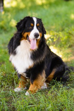 Büyük, iyi bakılmış bir köpeğin portresi Berner Sennenhund yeşil bir çimenlikte, bir parkta oturuyor.