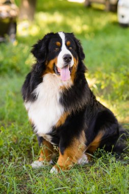 Büyük, iyi bakılmış bir köpeğin portresi Berner Sennenhund yeşil bir çimenlikte, bir parkta oturuyor.