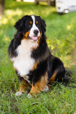 Büyük, iyi bakılmış bir köpeğin portresi Berner Sennenhund yeşil bir çimenlikte, bir parkta oturuyor.