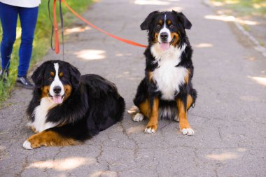 İki güzel Berner Sennenhund, erkek ve dişi asfalt yolda, biri oturuyor, diğeri yalan söylüyor. Arka plandaki adam, onları tasmalı tutuyor.