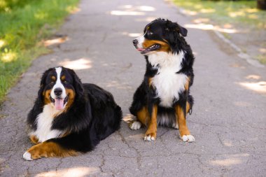 İki güzel Berner Sennenhund, erkek ve dişi asfalt yolda, biri oturur, ikincisi yalan söyler.
