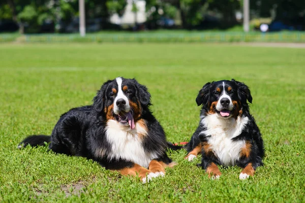 Retrato Dos Grandes Perros Berner Sennenhund Lujosos Bien Cuidados Que —  Fotos de Stock