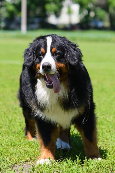 Портрет Большой Роскошной Собаки Бернера Сенненхунда Бегущей Полю Зеленой Весенней — стоковое фото