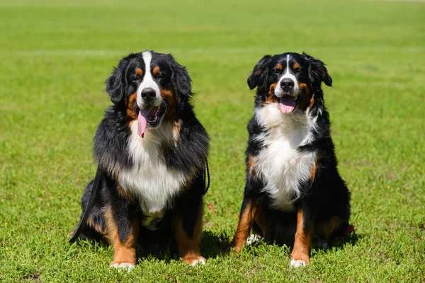 Dos Hermosas Berner Sennenhund Grandes Macho Hembra Están Sentados Hierba —  Fotos de Stock