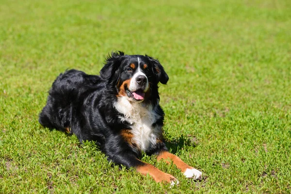 Portrait Large Luxurious Manicured Dog Berner Sennenhund Lying Background Green — Stock Photo, Image