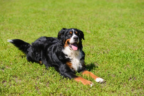 Portrait Des Großen Luxuriös Gepflegten Hundes Berner Sennenhund Der Einem — Stockfoto