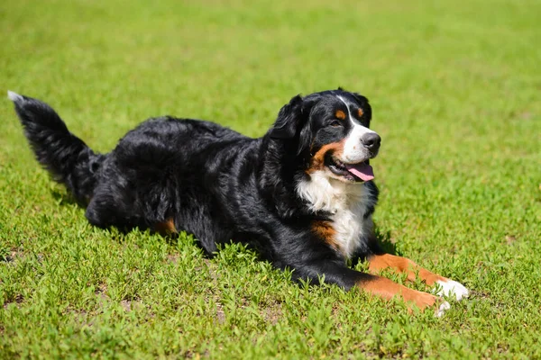 Portrait Des Großen Luxuriös Gepflegten Hundes Berner Sennenhund Der Einem — Stockfoto