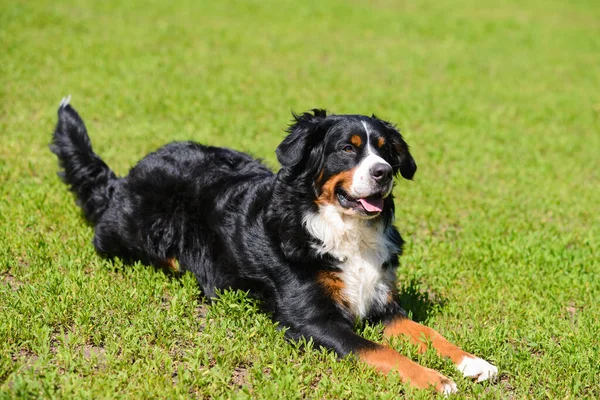 Portrait Des Großen Luxuriös Gepflegten Hundes Berner Sennenhund Der Einem — Stockfoto