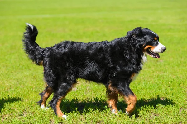 Porträt Des Großen Luxuriösen Gepflegten Hundes Berner Sennenhund Der Sonnigen — Stockfoto