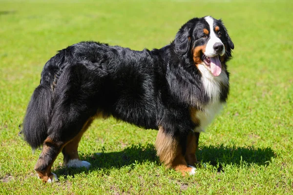 Портрет Большой Роскошной Ухоженной Собаки Бернера Сенненхунда Стоящей Профиль Поле — стоковое фото
