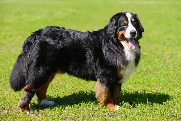 stock image Portrait of large luxurious well-groomed dog Berner Sennenhund, standing in profile on field of green spring grass on sunny day