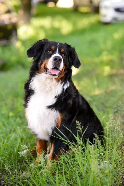 Retrato Grande Cão Bem Cuidado Berner Sennenhund Sentado Lado Gramado — Fotografia de Stock