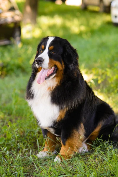 Porträt Eines Großen Gepflegten Hundes Berner Sennenhund Sitzt Rande Einer — Stockfoto