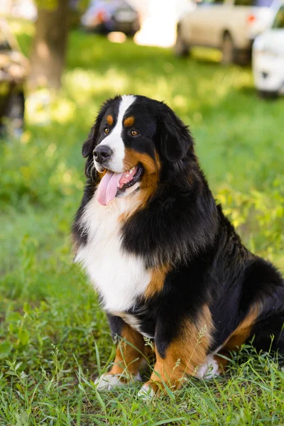 Портрет Большой Ухоженной Собаки Бернера Сенненхунда Сидящего Лужайке Зеленой Весенней — стоковое фото