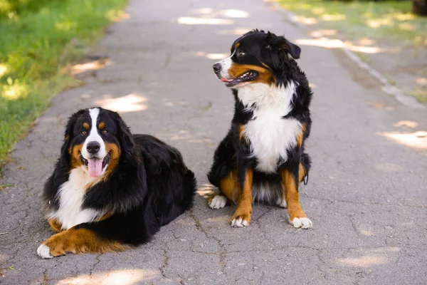 İki güzel Berner Sennenhund, erkek ve dişi asfalt yolda, biri oturur, ikincisi yalan söyler.