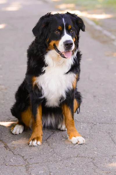 Портрет Счастливой Большой Роскошной Ухоженной Собаки Бернера Сенненхунда Сидящей Асфальтовой — стоковое фото