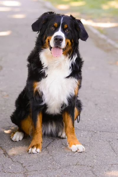 幸せな大規模な豪華な手入れの行き届いたBerner Senenhund犬の肖像アスファルトの道路に座って — ストック写真