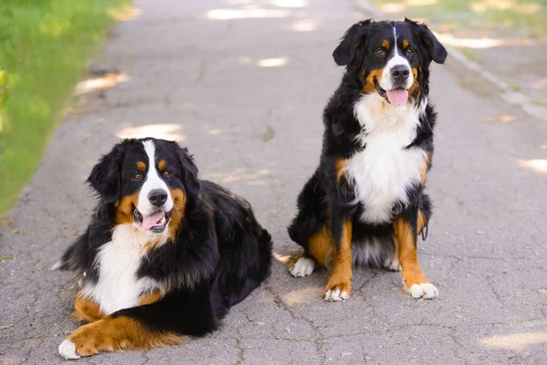 Dos Hermosas Berner Sennenhund Macho Hembra Camino Asfalto Uno Sienta —  Fotos de Stock