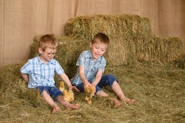 Mavi ekose gömlekli ve kot pantolonlu iki çocuk samanlıkta yeni doğmuş sarı ördek yavrularıyla oynuyorlar.