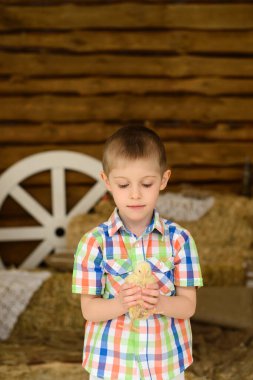 Ekose gömlekli çocuk, ahşap duvar ve samanlığın arka planında, küçük tüylü sarı tavuğu elinde tutuyor.