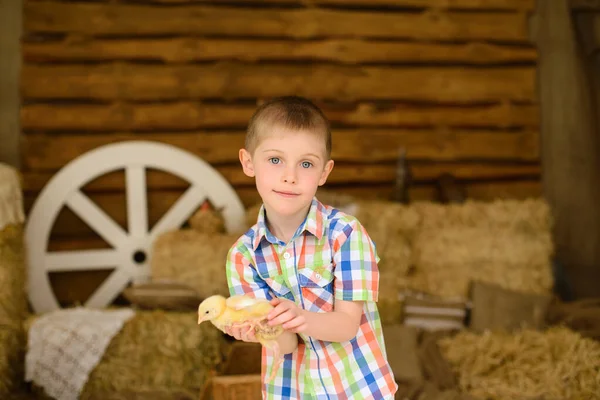 Jongen Geruit Shirt Houdt Kleine Pluizige Gele Kip Zijn Handen — Stockfoto